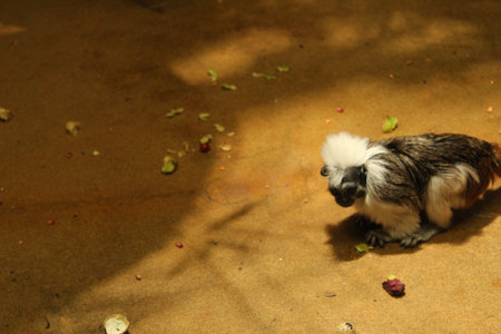 A small bearded monkey sits on the ground.
