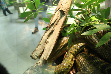 Elaphe carinata crawls on a tree among the leaves.