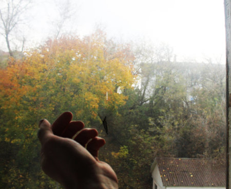 Hand catching a butterfly through a window in autumnの写真素材
