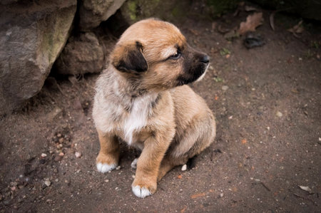 Cute young puppy sitting outside