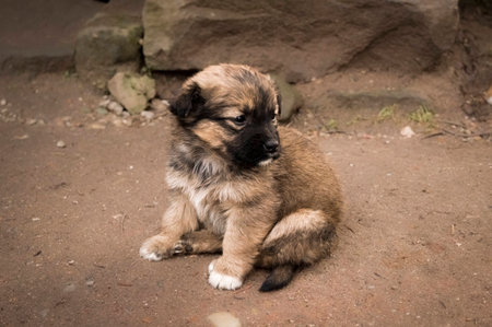 Adorable young puppyの写真素材