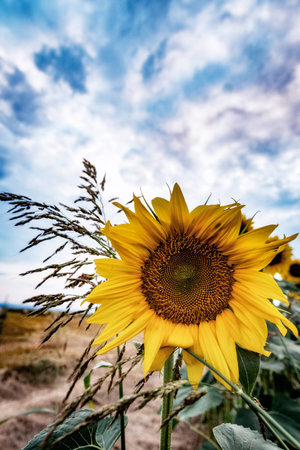 sunflower in field with blue skyの写真素材