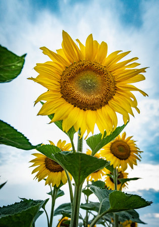 sunflowers in field with blue skyの写真素材