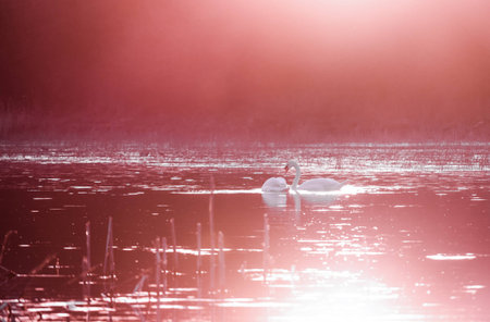 swans on the lake . sunsetの写真素材