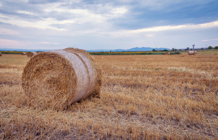 Landscape with hay roll. Grass, bale.の写真素材