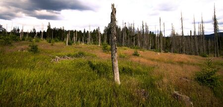 Dead tree in the middle of national parkの写真素材