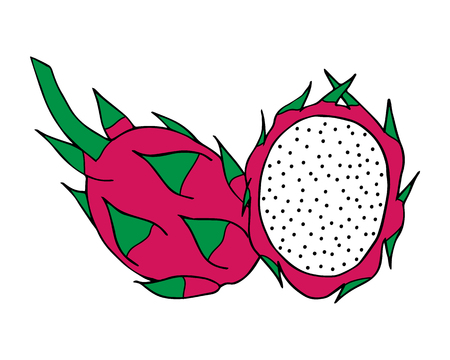 Dragon fruit vector illustration. Half of dragon fruit isolated on white background. Set of two dragon fruit icons.のイラスト素材