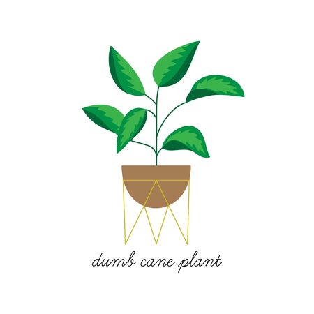 Dumb Cane Plant, Dieffenbachia Vector Illustration Graphic. Hand drawn cute indoor plant in pot. Isolated.のイラスト素材
