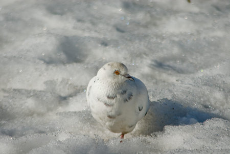 White dove camouflaged in the snowの写真素材