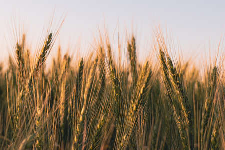 Rye field at a warm summer evening sunset. The sharp rye stalks extend towards the sun.の写真素材