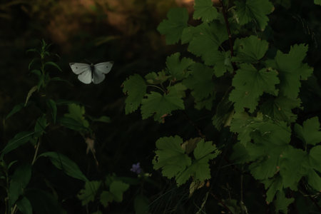 White butterfly with black dots, lonely purple flower among green grass