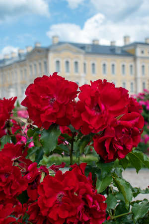 Blooming roses on rose Festival in Rundale Castle, Latvia. Red, bushy roses in the foreground.のeditorial素材