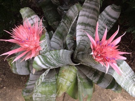 Pink cactus flowerの素材