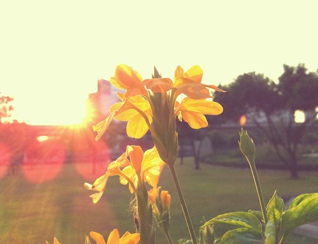Flowerの素材