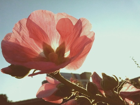 Flowerの素材