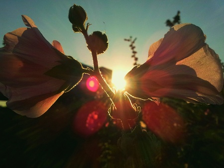 Flowerの素材