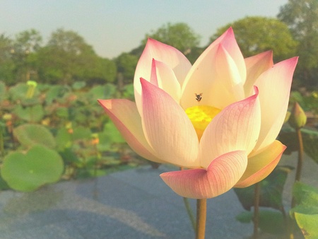 Lotusの素材