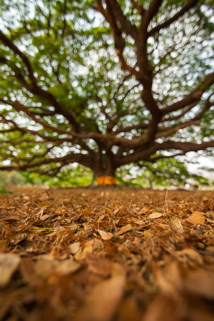 Treeの写真素材