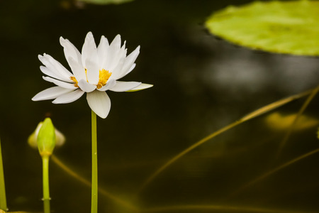 Louts Flowerの写真素材