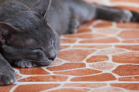   gray catの写真素材