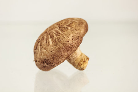 mushroom