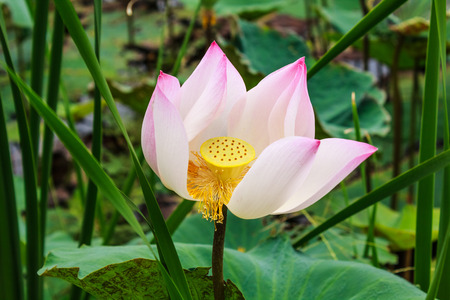  lotusの写真素材