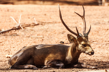 Hog deerの写真素材