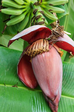 banana blossom and flowers on banana treeの写真素材