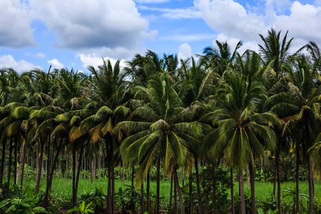 Coconut trees and skyの写真素材