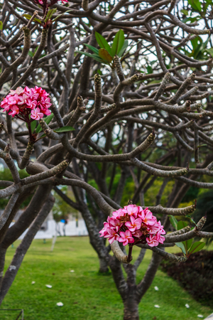 floralの写真素材