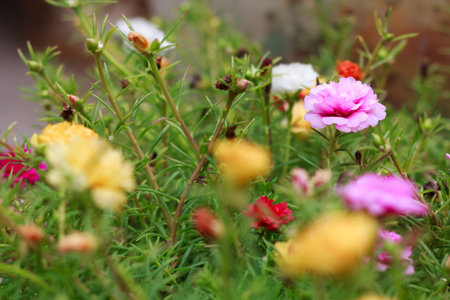 colorful flowers
