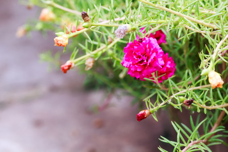 flowersの写真素材