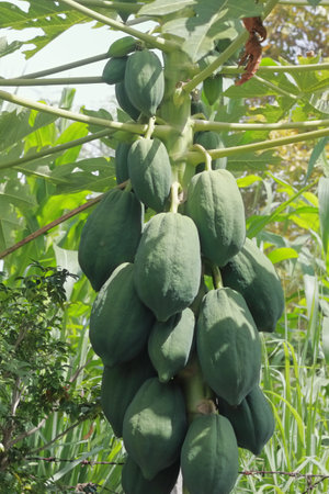 papaya fruit on the tree in the farm, stock photoの写真素材