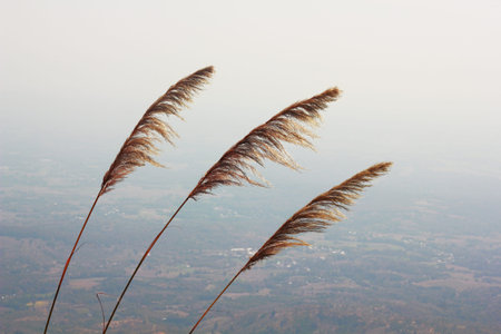 Pampas grass on the top of the mountain, Thailand.