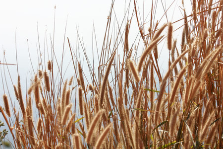 Close up of grass flower in the field with blue sky background.