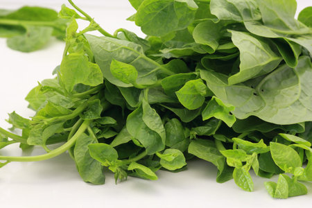 A bunch of fresh green spinach on a white background, close-up