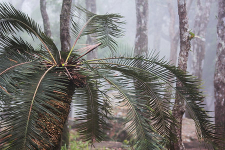 Palm trees in the fog. Tropical forest in thailandの写真素材
