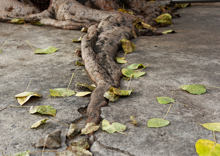 concrete cover root of Sacred fig tree, leaf on floorの写真素材