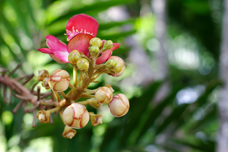 bud of Cannonball Tree flowerの写真素材
