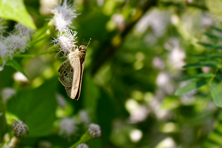 The Indian Palm Bob butterfly on white flowerの写真素材