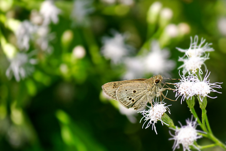 The Indian Palm Bob butterfly on white flowerの写真素材