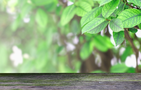 green moss on wood plate in front of  Wrightia religiosa tree with blur backgroundの写真素材