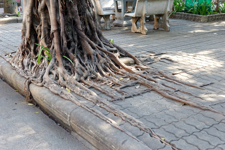 roots have grown in and around the surrounding sidewalk blocks.の写真素材