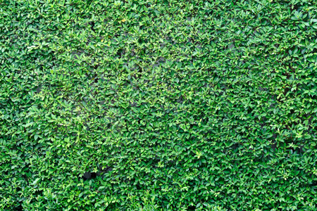 Green leaves texture backgroundの写真素材