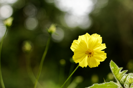 yellow cosmos flower in green nature backgroundの写真素材