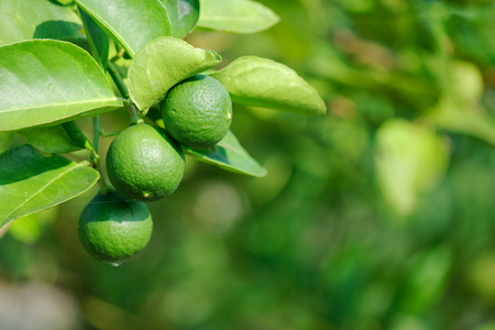lime fruit on treeの写真素材