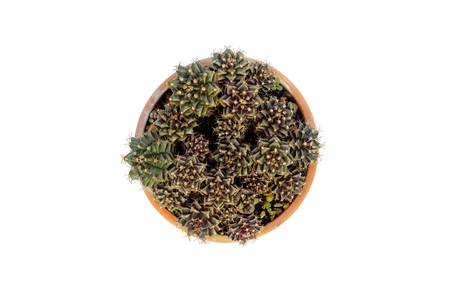 cactus isolated on white background,top viewの写真素材