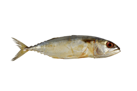 dried salted mackerel fish(Rastrelliger brachysoma) isolated on white backgroundの写真素材