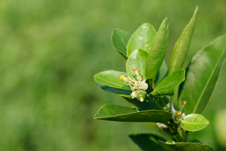 Bunch of lime flowers blossom on treeの写真素材