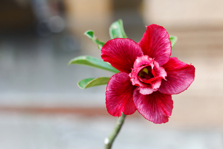 Pink Desert Rose Flower on tree (Adenium),selective focusの写真素材
